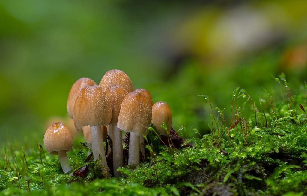 Pilze im Wald als Symbol für verschiedene Erreger bei Hautpilz